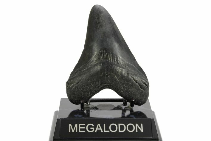 Fossil Megalodon Tooth - South Carolina #374094